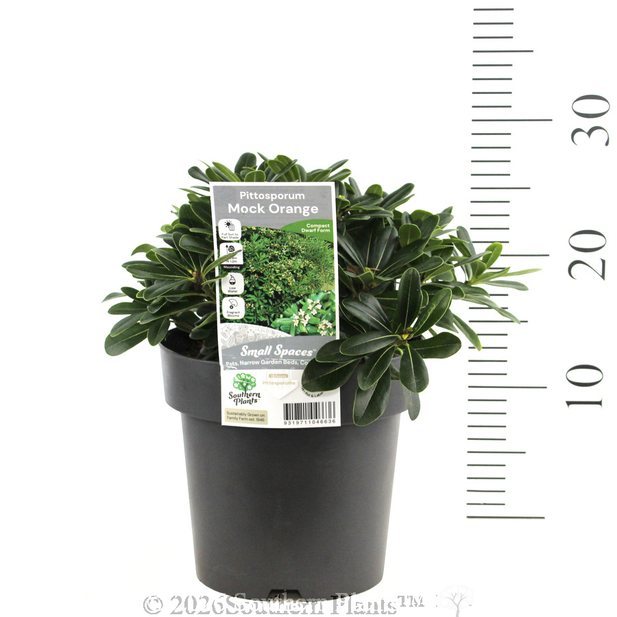 Mock Orange