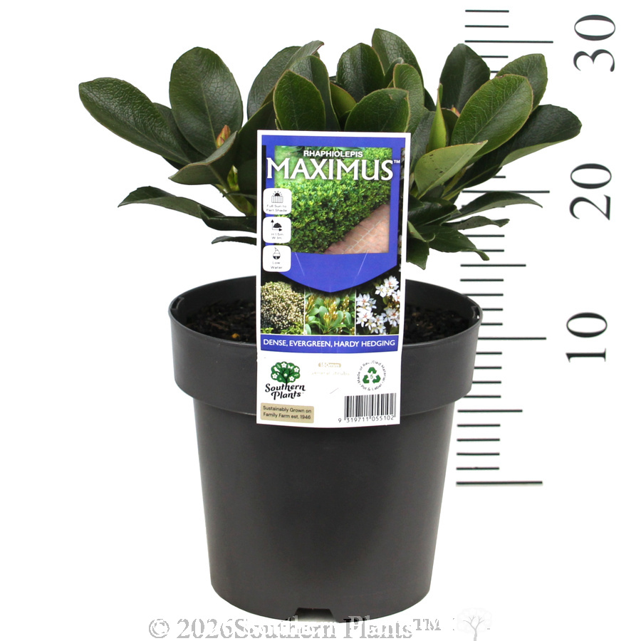 Rhaphiolepis Maximus™ - Product photo