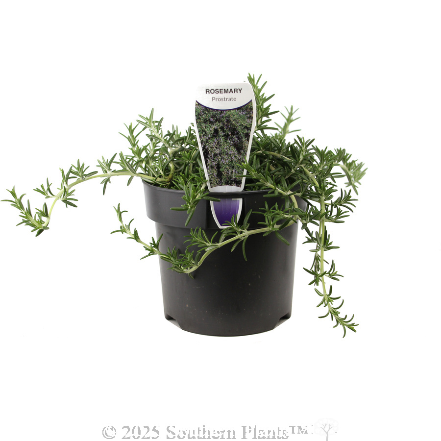 Prostrate Rosemary