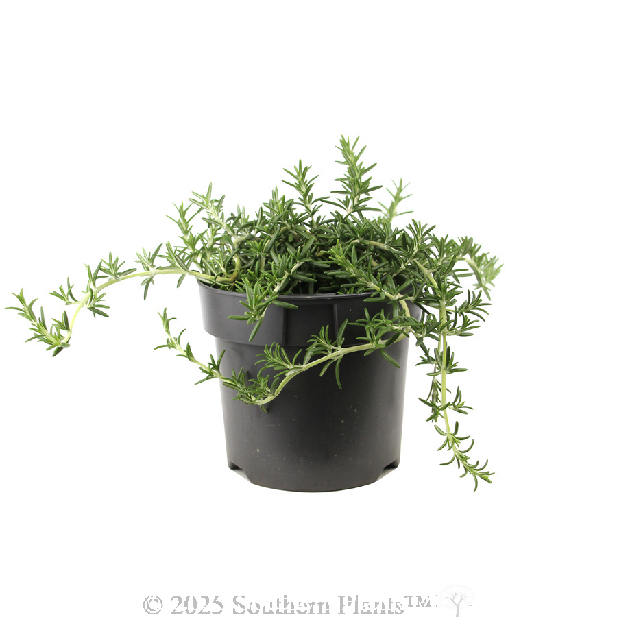 Prostrate Rosemary - Alternate photo
