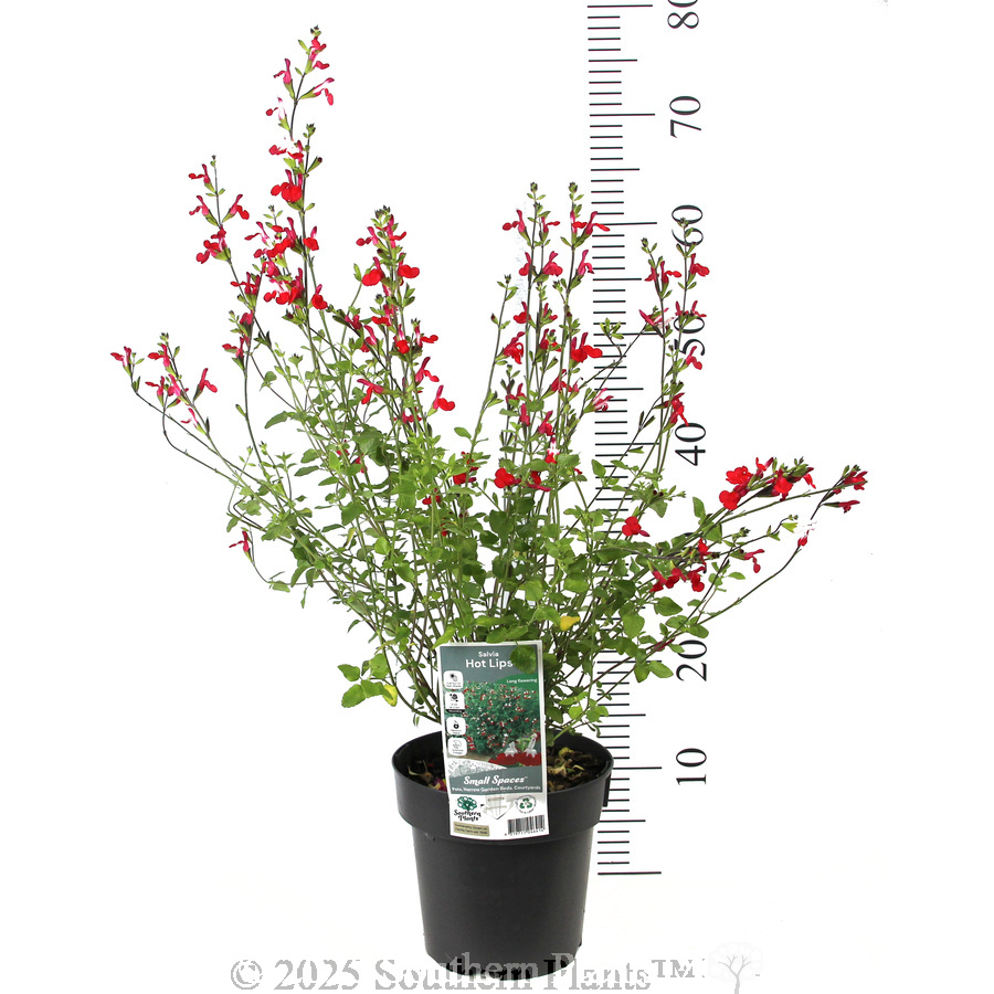 Salvia Hot Lips - Product photo