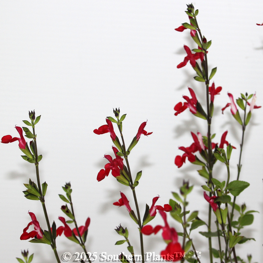 Salvia Hot Lips