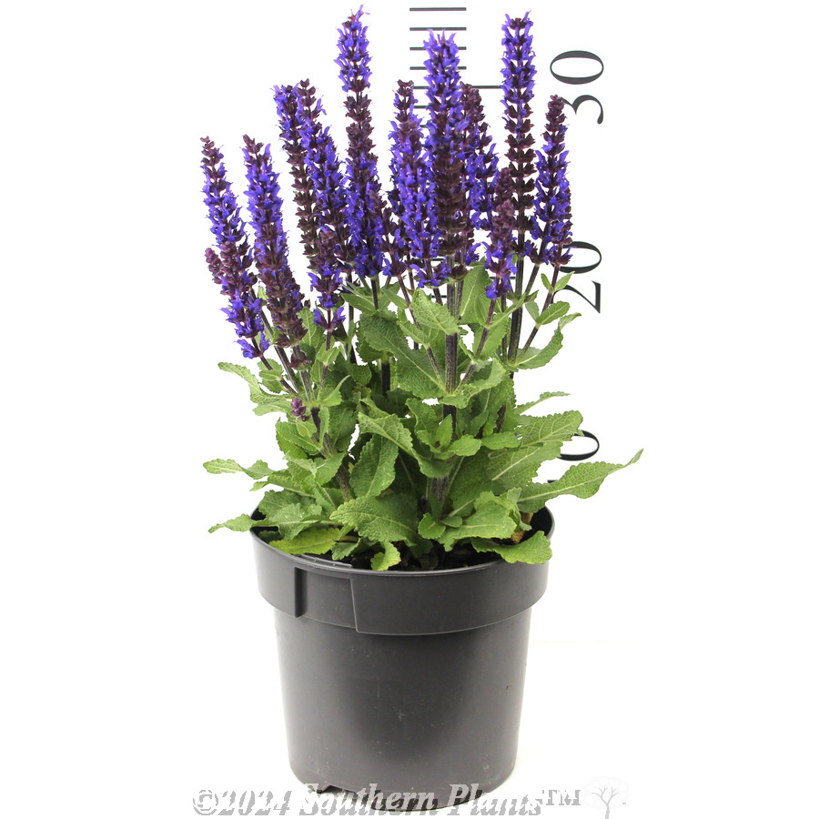 Woodland Sage - Reference photo