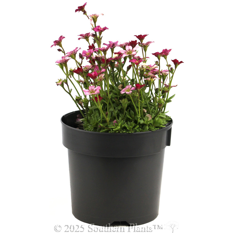 Tufted Alpine Saxifraga - Alternate photo