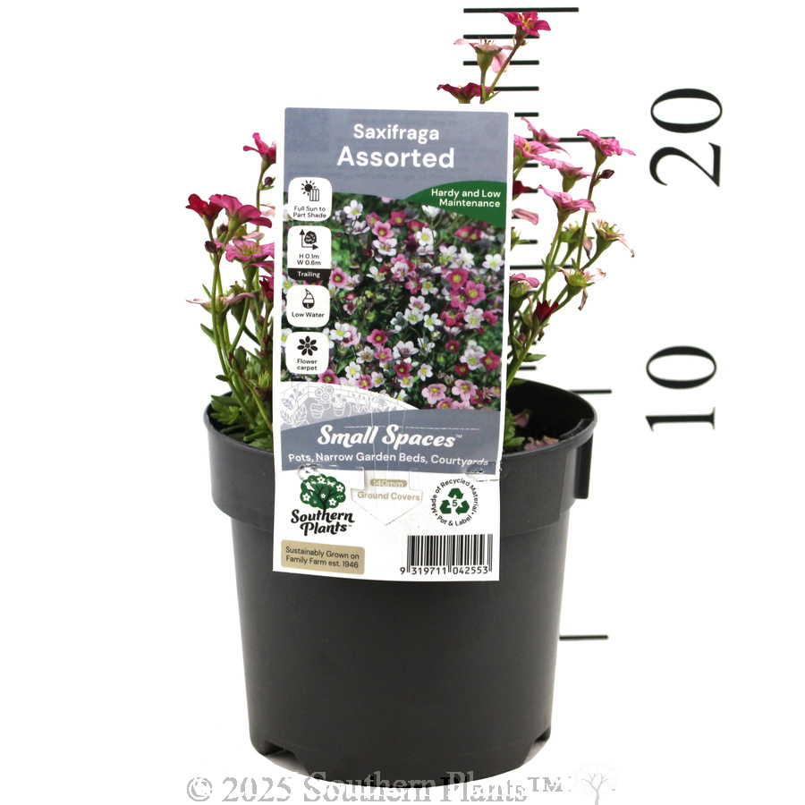Tufted Alpine Saxifraga - Product photo