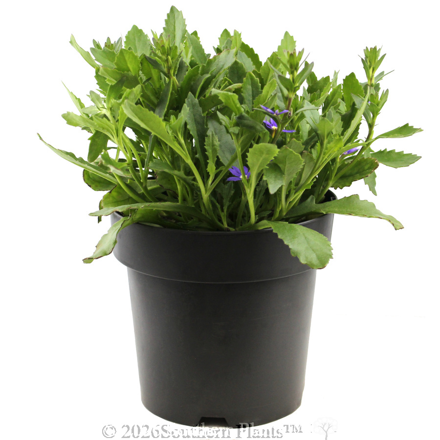 Scaevola Aussie Salute - Alternate photo