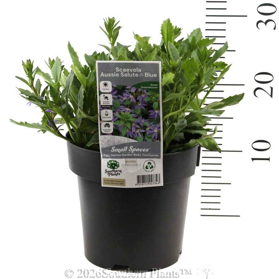 Scaevola Aussie Salute - Product photo