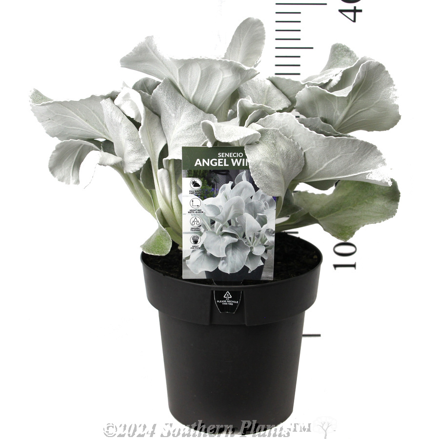 Senecio Angel Wings - Product photo