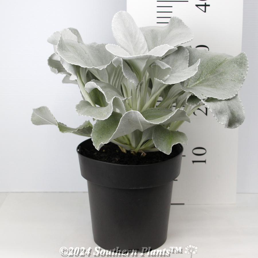 Senecio Angel Wings - Reference photo
