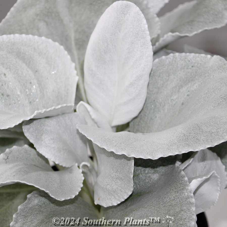 Senecio Angel Wings