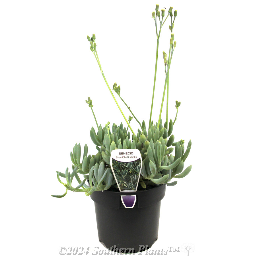 Blue Chalk Sticks - Plant photo