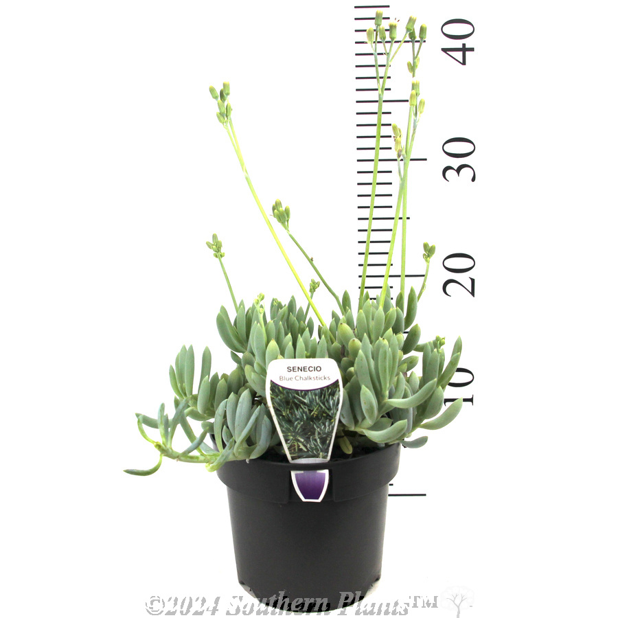 Blue Chalk Sticks - Product photo