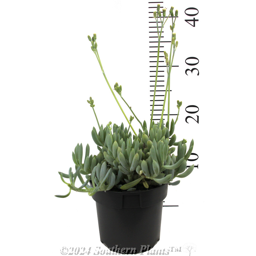 Blue Chalk Sticks - Reference photo