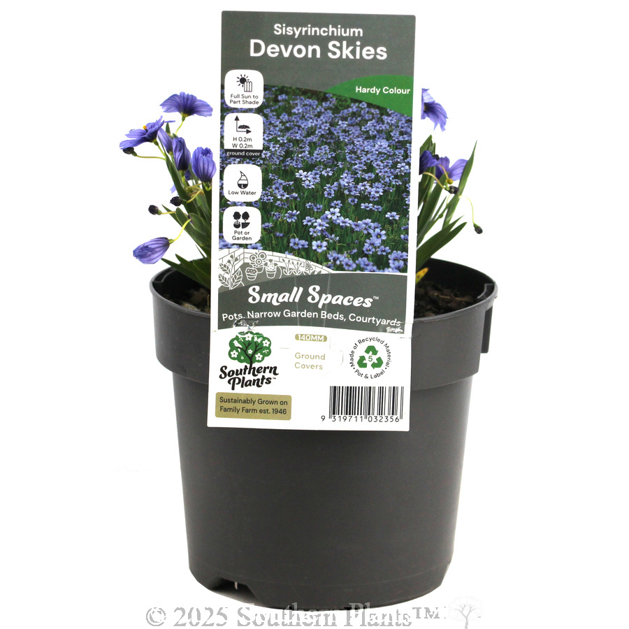 Blue-eyed Grass