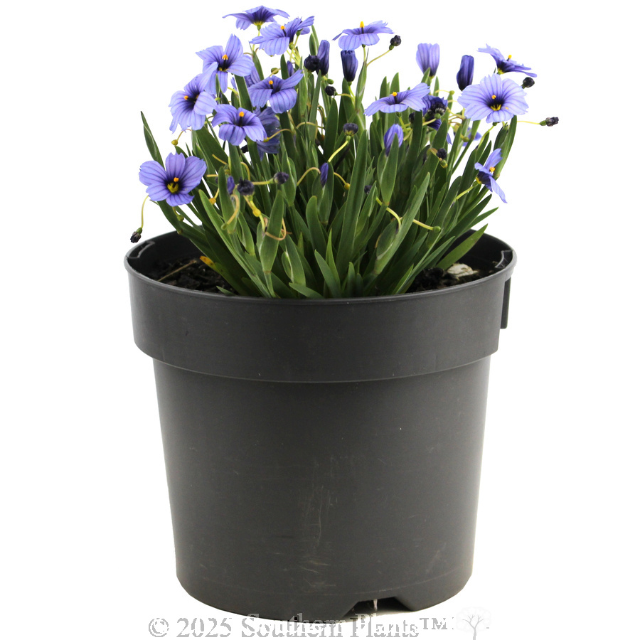 Blue-eyed Grass - Alternate photo