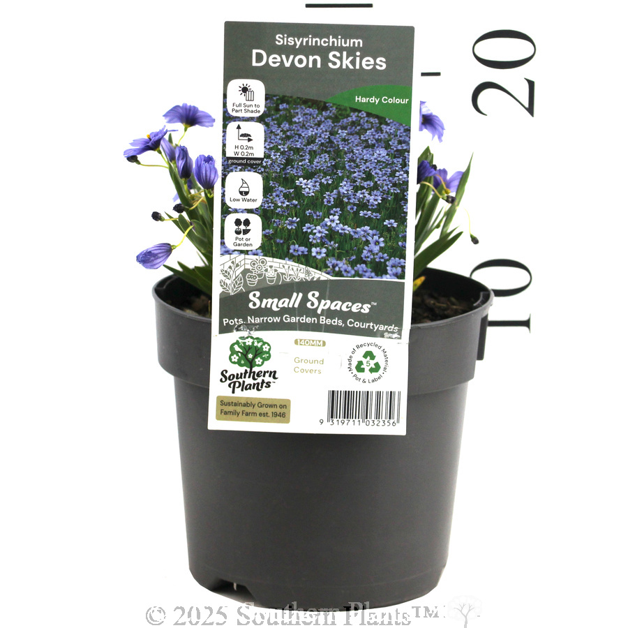 Blue-eyed Grass - Product photo
