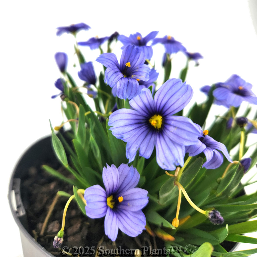 Blue-eyed Grass