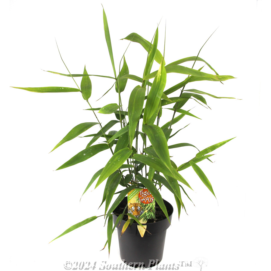 Tiger Grass