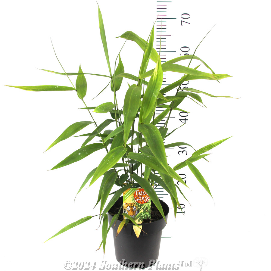 Tiger Grass