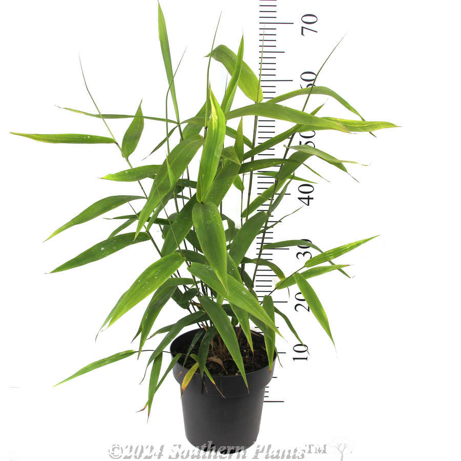 Tiger Grass - Reference photo
