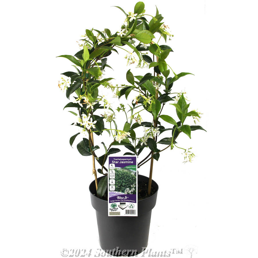 Chinese Star Jasmine - Plant photo