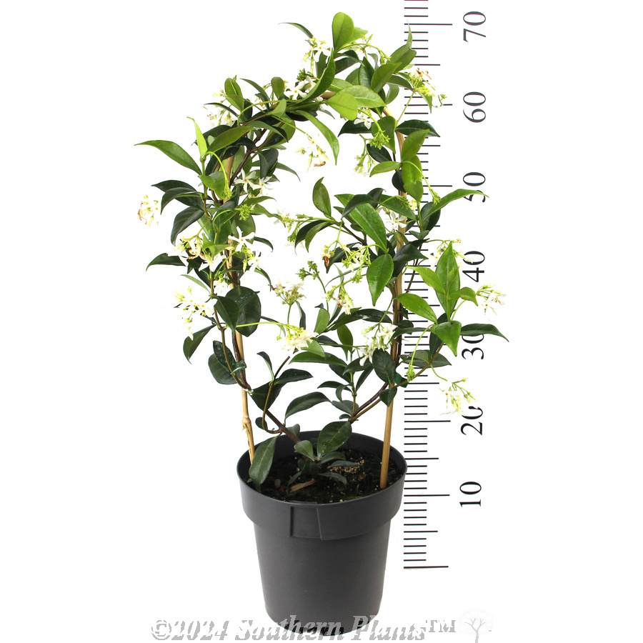 Chinese Star Jasmine - Reference photo