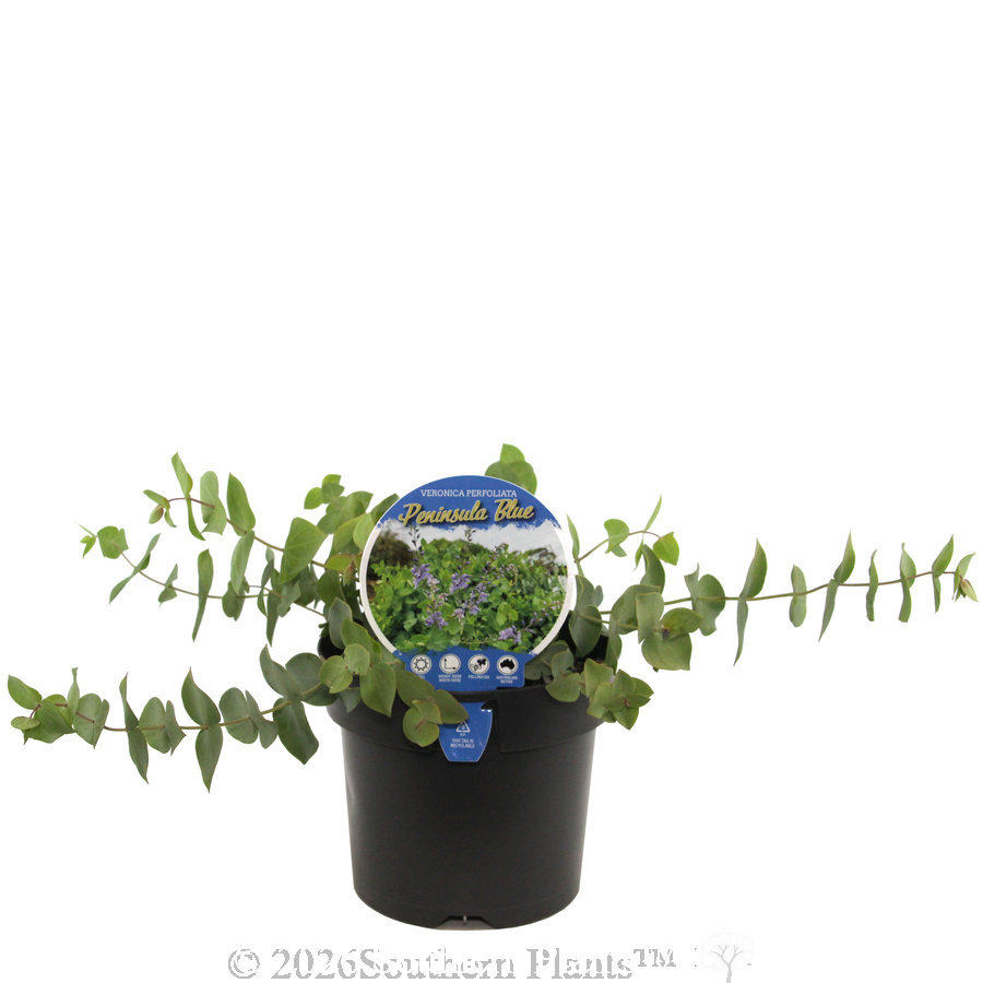 Diggers Speedwell Peninsula Blue - Plant photo