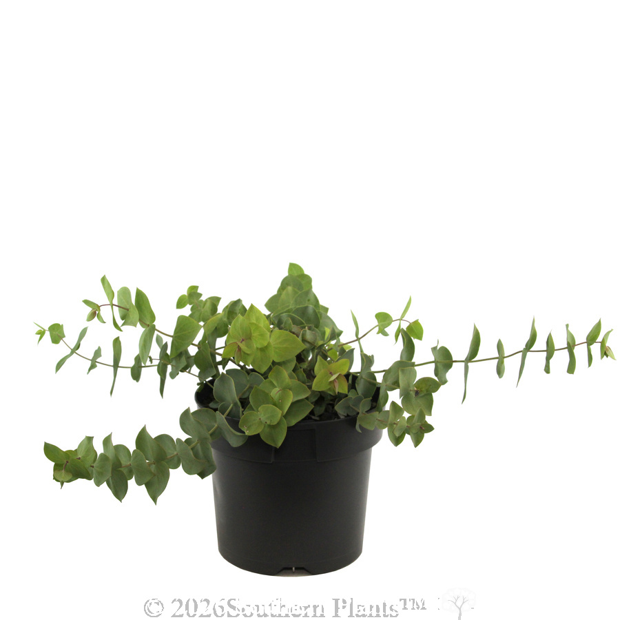 Diggers Speedwell Peninsula Blue - Alternate photo