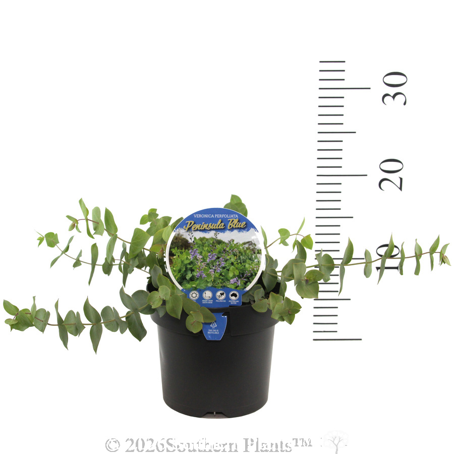 Diggers Speedwell Peninsula Blue