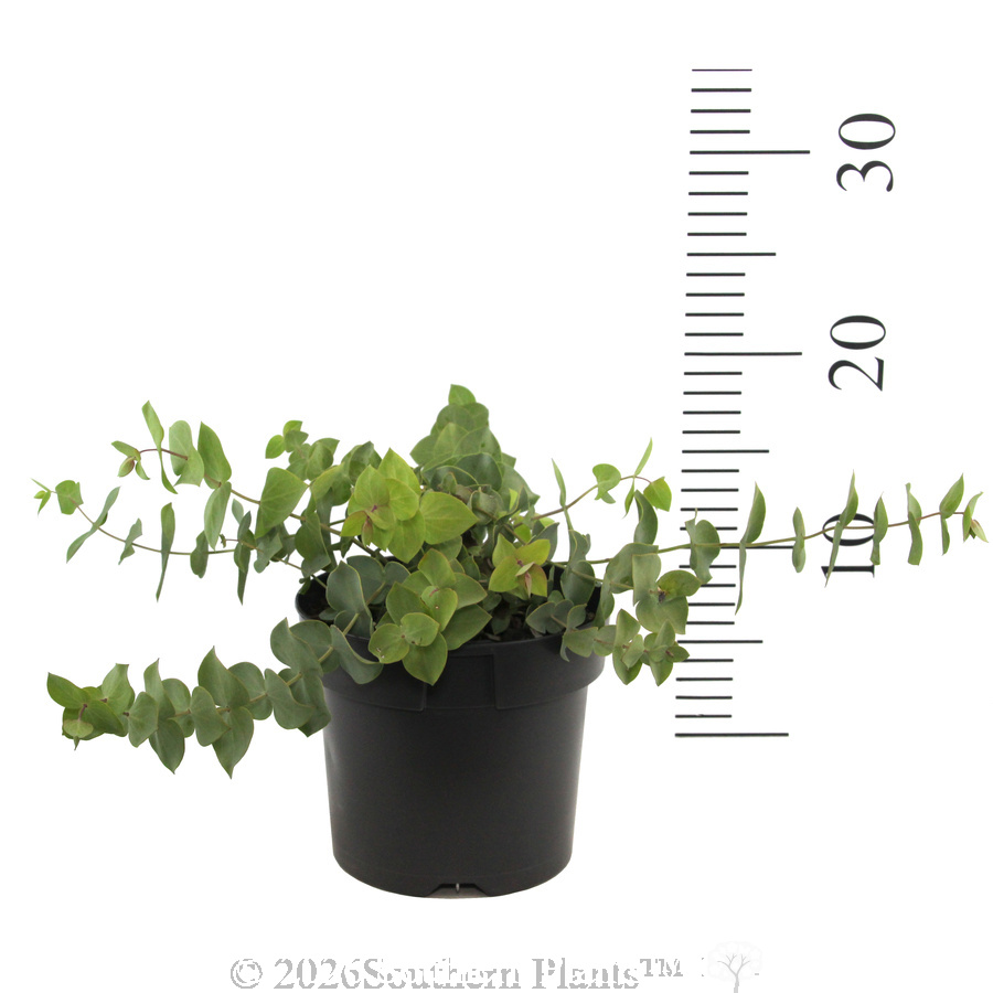 Diggers Speedwell Peninsula Blue - Reference photo