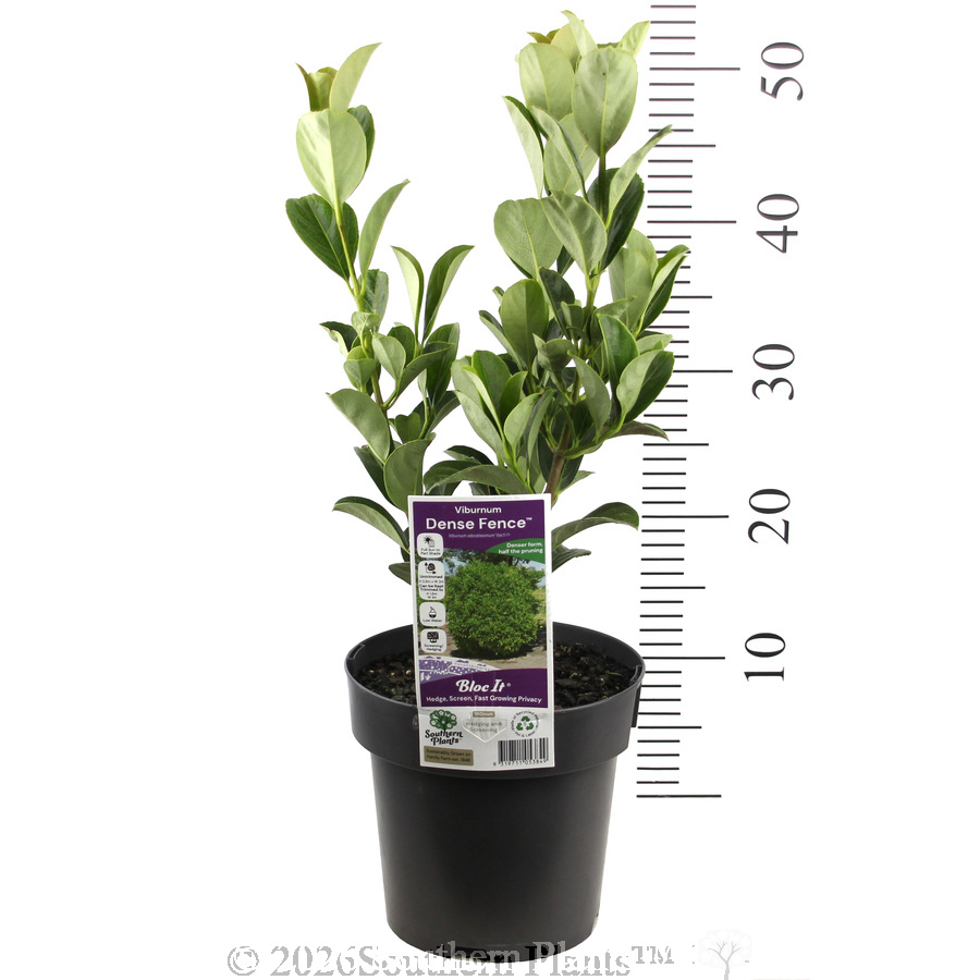 Viburnum 'Dense Fence™' - Product photo