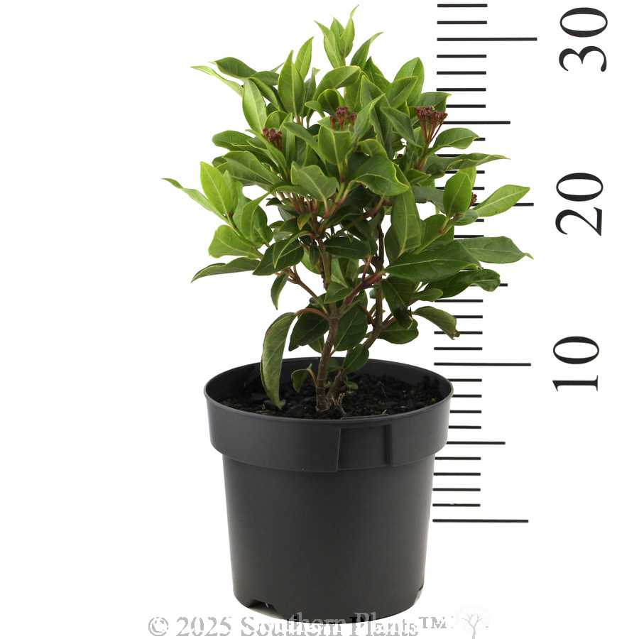 Laurustinus Eve Prince - Reference photo