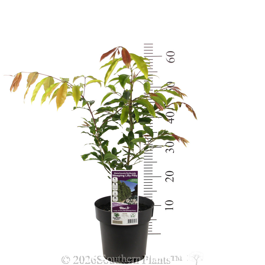 Weeping Lilly Pilly - Product photo