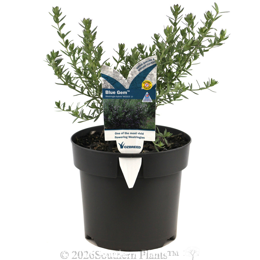 Westringia Blue Gem™ - Plant photo