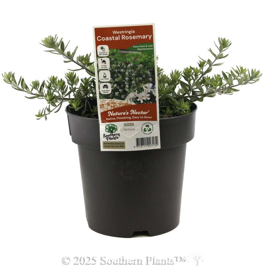 Coast Rosemary or Native Rosemary - Plant photo