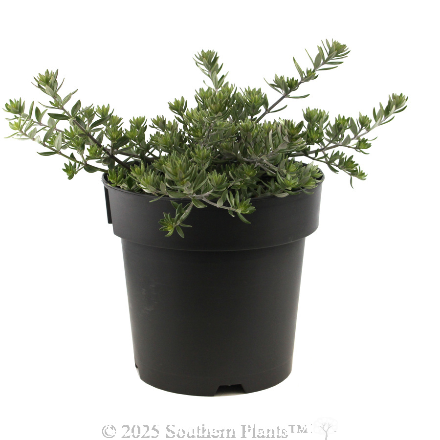 Coast Rosemary or Native Rosemary - Alternate photo