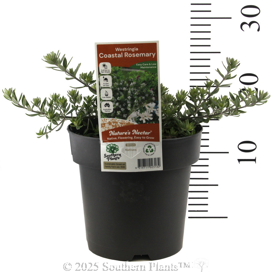 Coast Rosemary or Native Rosemary