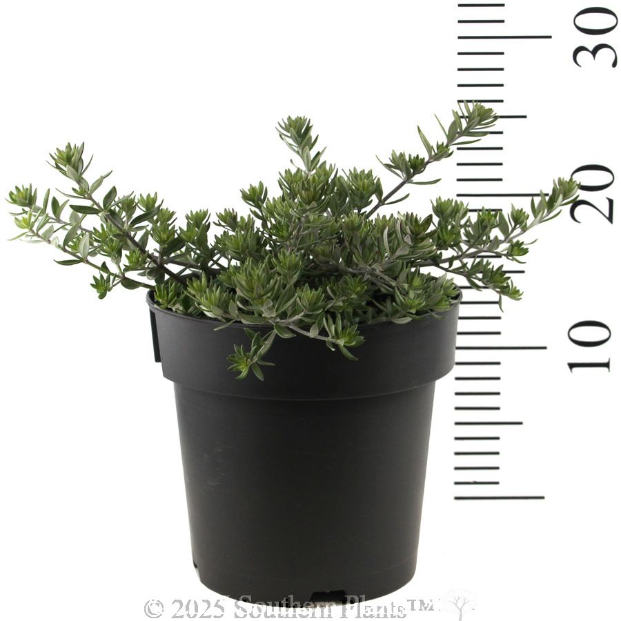 Coast Rosemary or Native Rosemary - Reference photo
