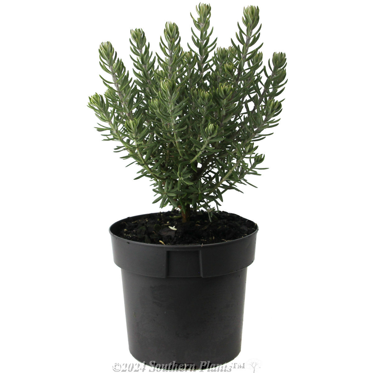 Westringia Funky Chunky - Coastal Rosemary - Alternate photo