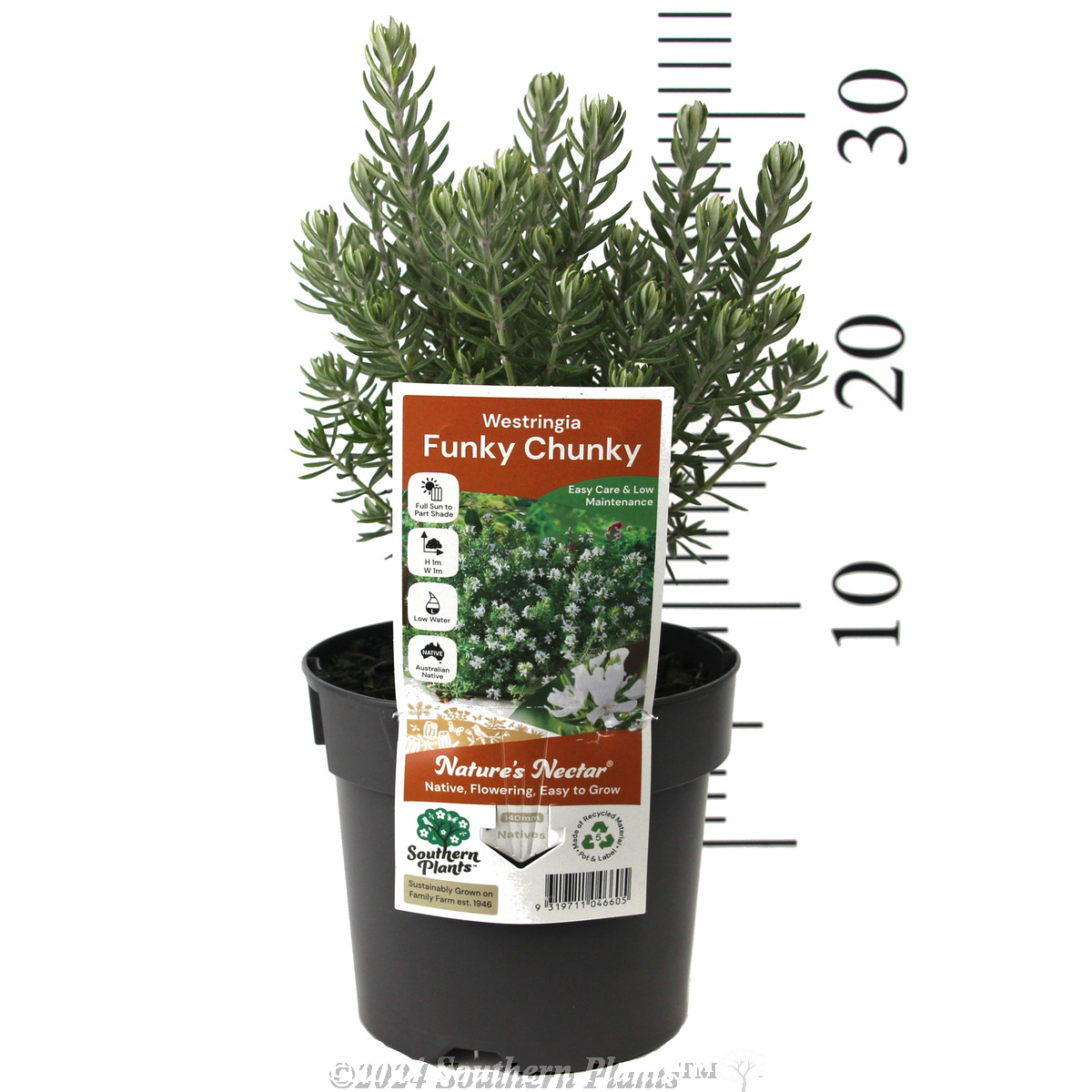 Westringia Funky Chunky - Coastal Rosemary