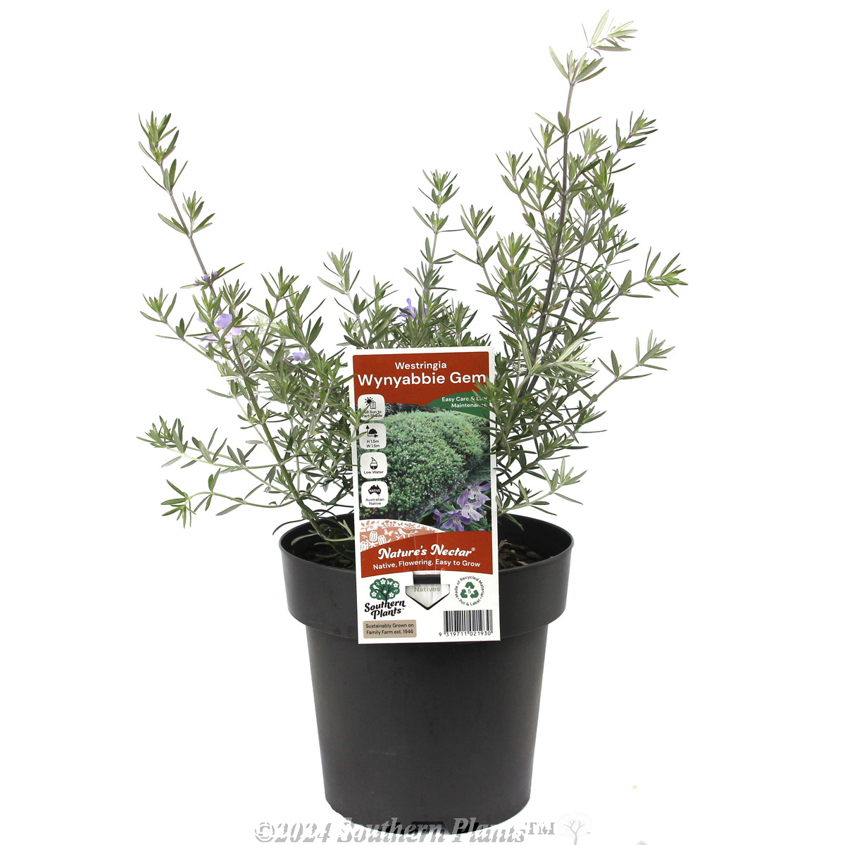 Coastal Rosemary - Plant photo