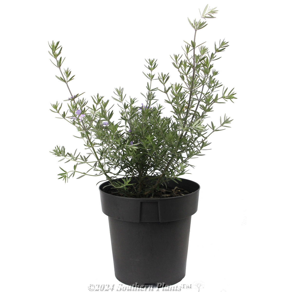 Coastal Rosemary - Alternate photo