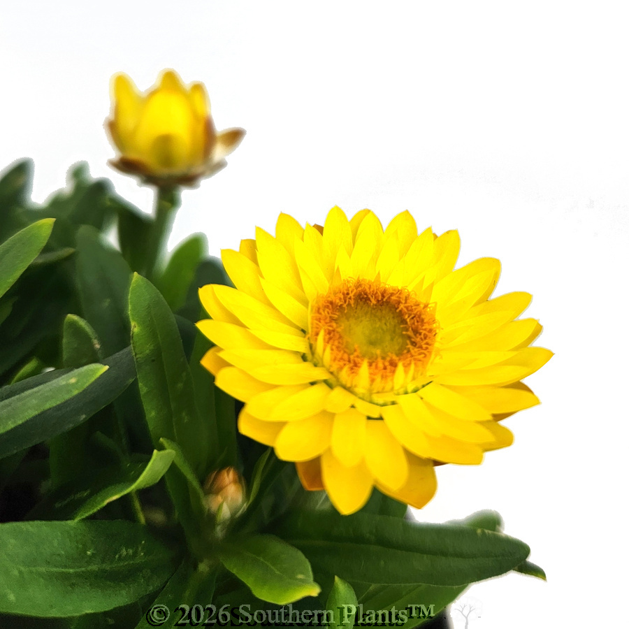 Xeronidium Unity Everlasting Daisy
